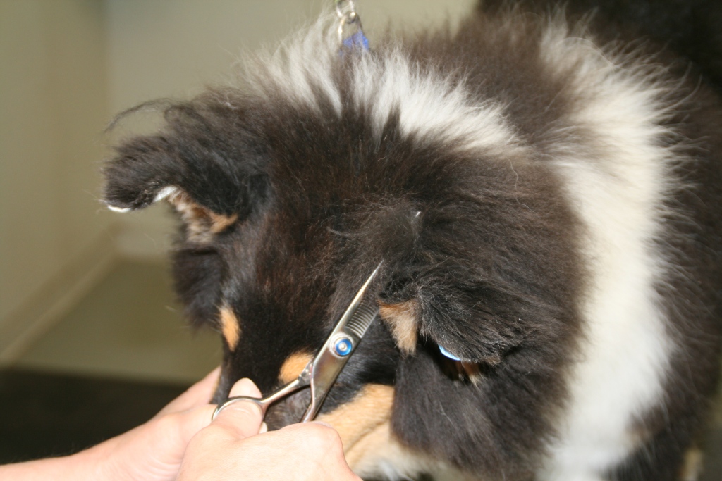How To Brace Collie Ears